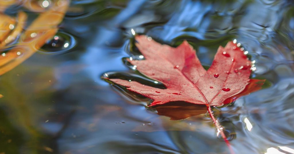 Leaves Floating on a Stream