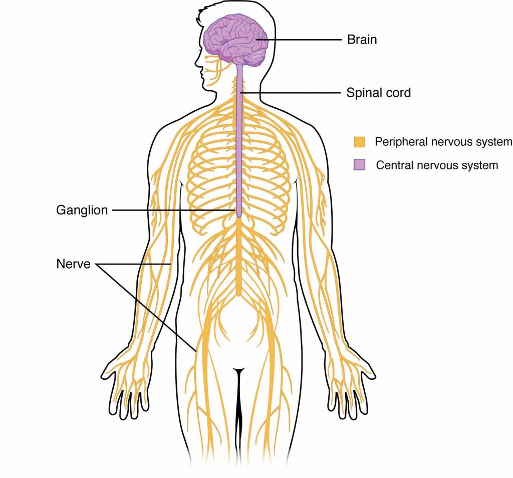 The Central Nervous System Diagram