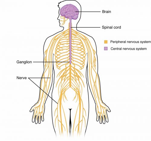 How Does Meditation Calm Your Nervous System? - Mindful Way to Be