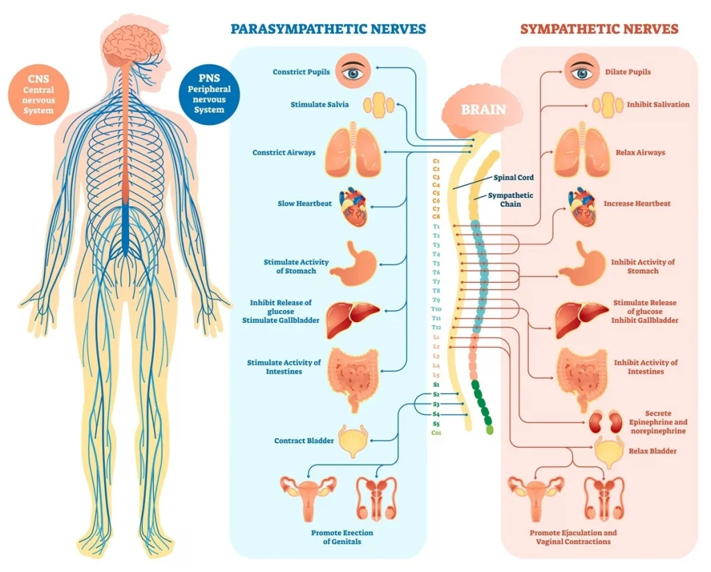 The Central Nervous System Types