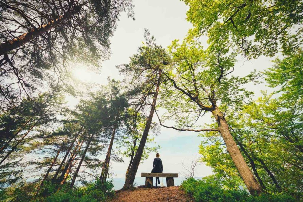 Woman Sitting Looking Up at Beautiful Vibrant View of Trees in Forest