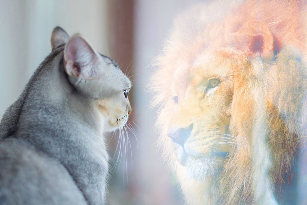 Cat Staring at Lion Wishing to Be Different